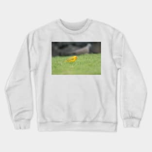 Saffron Finch Crewneck Sweatshirt